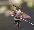 _1SB1125 ruby-throated hummingbird